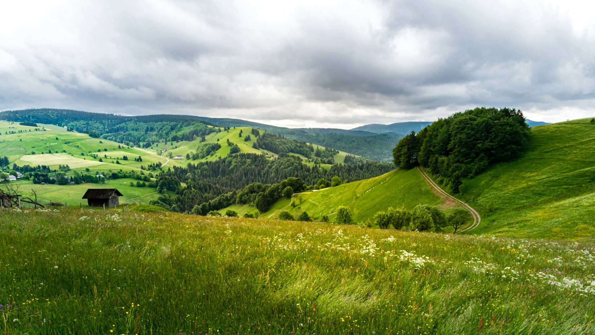 Zwarte woud - foto: Israel Ferrera Unsplash